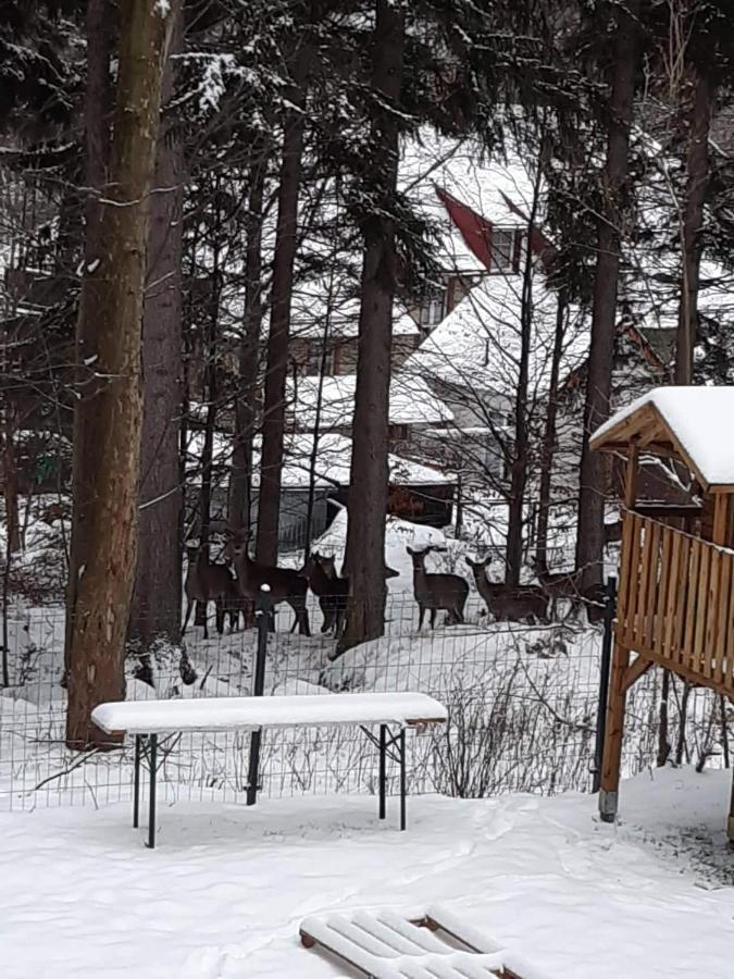Apartamenty Przy Swierku Szklarska Poreba Dış mekan fotoğraf
